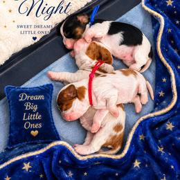 Freedom - Blenheim female Cavalier King Charles Spaniel puppy in Nevada from Heaven Sent Cavaliers