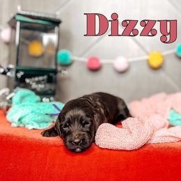 Dizzy - Chocolate female Australian Labradoodle puppy in Decatur, Alabama from Southern Meadows Doodles