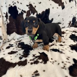 Link - Black and tan male Dachshund puppy in Meridian, Id 83646 3658, Idaho from Boise Best Mini Dachshunds