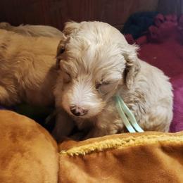 Dallas - light blue collar - Cream male Labradoodle puppy in Fostoria, Michigan from North Country Kennel Club