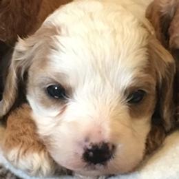 Female 2 - female Cavapoochon puppy in Fredericksburg, Ohio from Timshell Farm Specialty Crossbreed Puppies