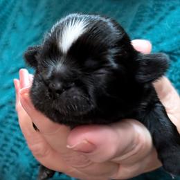 Shermy - Black and white male Shih Tzu puppy in Ruffs Dale, Pennsylvania from RAM Shih Tzus Rolling Hills of PA