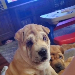 Scarlette - Red fawn female Chinese Shar-Pei puppy in Ste. Marie, Illinois from JoShel’s Silver Lined Wrinkles and Tails