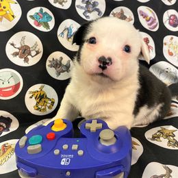 Jolt - Cardigan Welsh Corgi puppy in Quinlan, Texas from Fable Cardigan Welsh Corgis