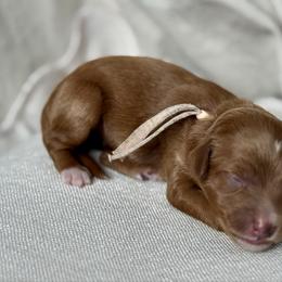 Pink - Red  female Goldendoodle puppy in Hesperia, Michigan from Red Acres Poodles & Doodles