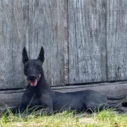 Rillo - Black female Xoloitzcuintli puppy in Myakka, Florida from Experience The Wild