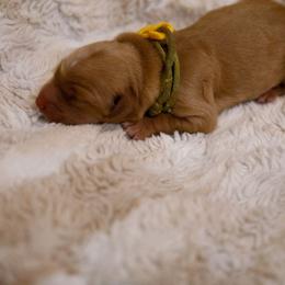 Riccotta - Golden female Golden Retriever puppy in Dayton, Minnesota from Akoya Kennels