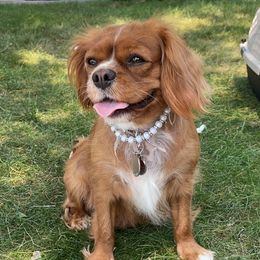 Hazel - Cavalier King Charles Spaniel