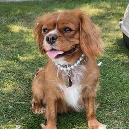 Hazel - Cavalier King Charles Spaniel