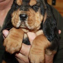 Bloodhound and Mastiff Puppies from Teoc Bloodhounds and Mastiffs