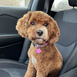 Phoenix - Cockapoo