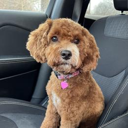 Phoenix - Cockapoo