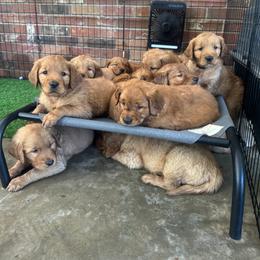 Golden Retriever Puppies from Pawmetto Goldens