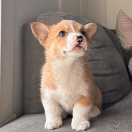 April - Red female Pembroke Welsh Corgi puppy in Springfield, Missouri from Hansen Corgis