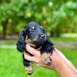 LUIGI AKC HEALTH GUARANTEE - Black and tan male Dachshund puppy in El Dorado, Arkansas from LovelylilDoxies