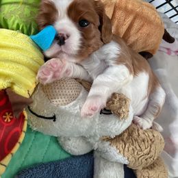 Cavalier King Charles Spaniel Puppies from Alohana Cavaliers