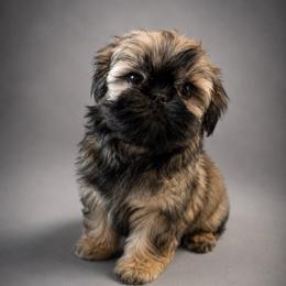Baby girl - Black and tan female Shih Tzu puppy in Walnut Ridge, Arkansas from Maltese Madness by Shannon Smith