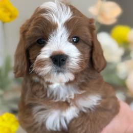 Kyle - Red male Cavapoo puppy in Yuciapa, California from AlltheDoodlez_