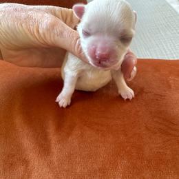 Bella Dolce Maltese female - White female Maltese puppy in Phoenix, Arizona from Bella Dolce Maltese