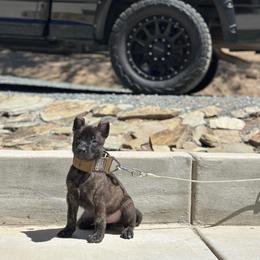 Bison - Gold brindle male Dutch Shepherd puppy in Copperopolis, California from The Canine Ranch