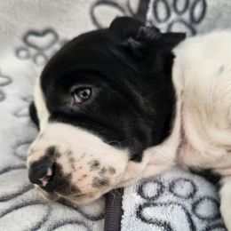 Raider - Black and white male Basset Hound puppy in Big Rapids, Michigan from Basket Hound Bassets