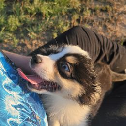 Guns n Roses - Black tri male Toy Australian Shepherd puppy in Rush, Colorado from Within The Nile Aussies LLC
