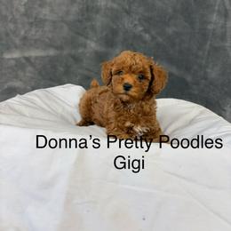 GiGI - Red  female Poodle puppy in Vilonia, Arkansas from Donna’s Pretty Poodles