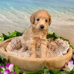 Shrimp - Apricot female Goldendoodle puppy in Haltom City, Texas from Ohana Doodles