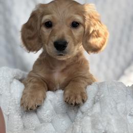 Dachshund Puppies from Dash of Love