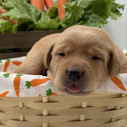Purple - Yellow female Labrador Retriever puppy in Heath Springs, South Carolina from Rich Hill Retrievers