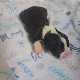 Girl 7 - Brindle female Boxer puppy in Temple, Georgia from B&B Boxers