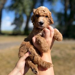 Tecova - Red  male Poodle puppy in Ault, Colorado from The Peaks Premium Poodles