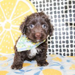 Finn - Chocolate male Cavapoo puppy in Rattan, Oklahoma from Double M Cocker Spaniels