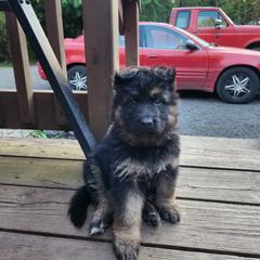 Green Boy - Black and red male German Shepherd puppy in Longview, Washington from Bunkerhill Shepherds