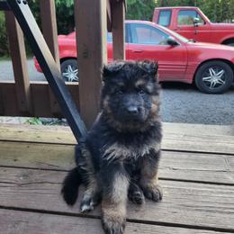 Green Boy - Black and red male German Shepherd puppy in Longview, Washington from Bunkerhill Shepherds