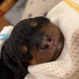 Bernedoodle Puppies from Waverly Farm Bernedoodles