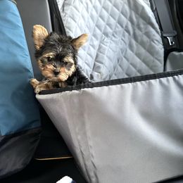 Girl 1 - Black and gold female Yorkshire Terrier puppy in Indianapolis, Indiana from Supreme Pups