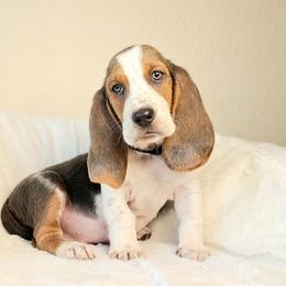 Obsidian- Black collar - Blue tan and white male Basset Hound puppy in Valley, Washington from Peaceful Valley Paws