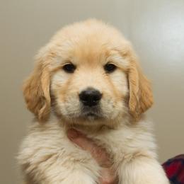 Golden Retrievers from Darby Hill Goldens