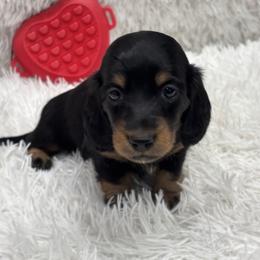 Girl 2 purple collar - Black and tan female Dachshund puppy in Chicago, Illinois from RGZ Doxies
