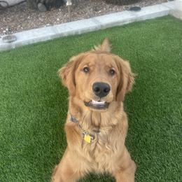 Golden Retriever Puppies from Arizona Dream Goldens