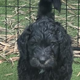 Bernedoodle Puppies from Bernedoodles By The Sea