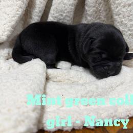 1st pick Black Female - Black female Labrador Retriever puppy in Farmington, Missouri from Granite Creek Kennel