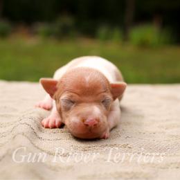 Blue fawn tan - White and blue fawn female Rat Terrier puppy in Allegan, Michigan from Gun River Terriers