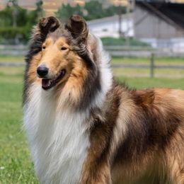 Halo - Collie