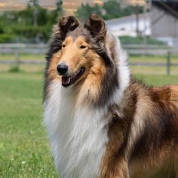 Halo - Collie