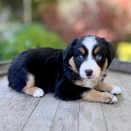 HOKA - Black tri female Miniature Australian Shepherd puppy in Dayton, Washington from Rafter 22 Aussies