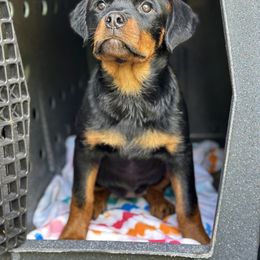 Rottweiler Puppies from House Of Vasquez Rottweilers