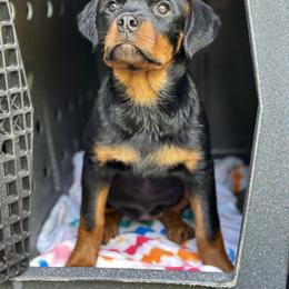 Rottweiler Puppies from House Of Vasquez Rottweilers