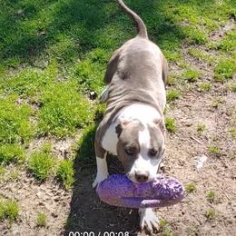 Dolly - American Staffordshire Terrier